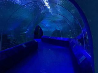180 ali 90 stopinj akrilnih plošč za predor akvarija