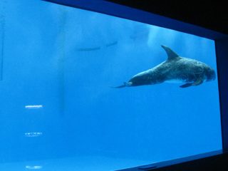 visoka kakovost Veliki akrilni akvarij / bazen okno podvodno debelo okno stanja
