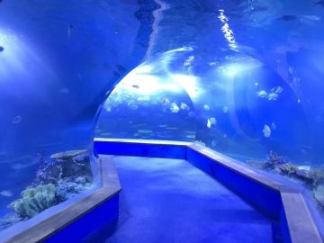 Clear pmma akril Velik plastični tunel akvarija