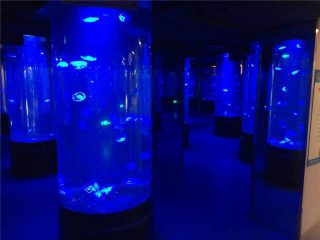 akrilno meduzo akvarijsko steklo za steklenice
